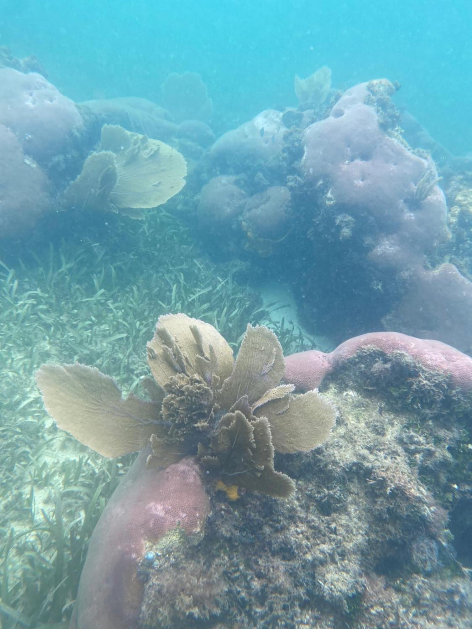 Coral Cove Inn Maya Beach Kültér fotó